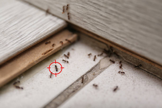 Best Affordable Pest Control Services  in York, AL