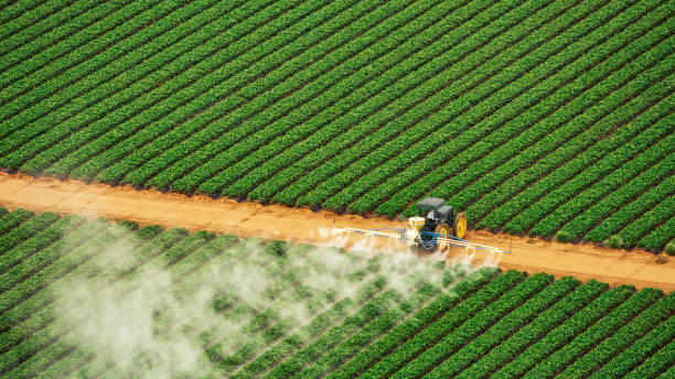 Best Pest Prevention Services  in York, AL