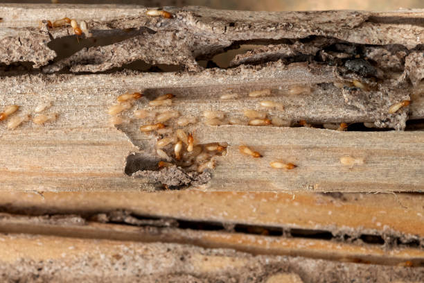 Best Best Pest Control Companies  in York, AL