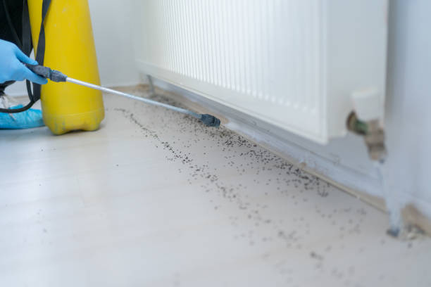 Best Pest Removal Services  in York, AL