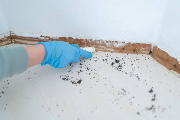 Best Pest Control for Restaurants  in York, AL
