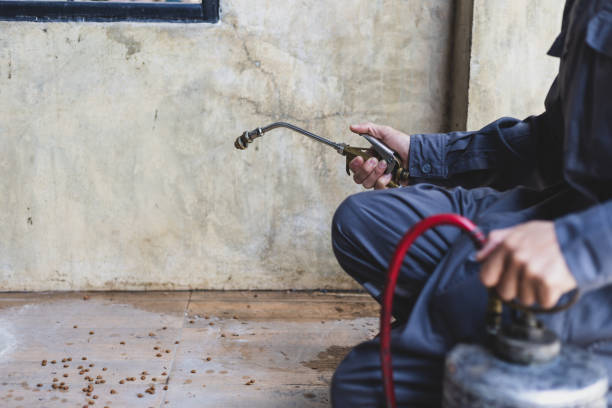 Best Affordable Pest Control Services  in York, AL